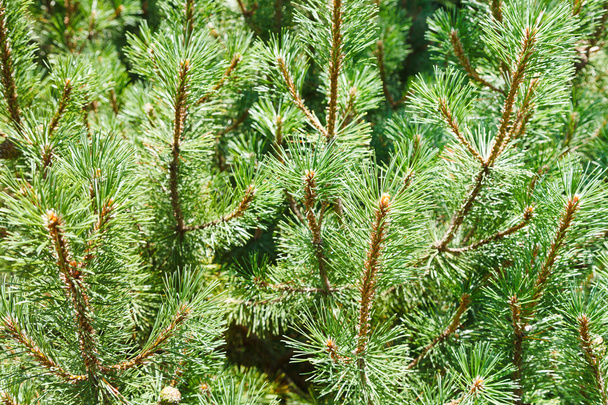 de nombreuses branches vertes de pin
 - Photo, image