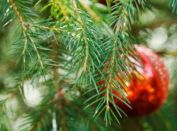 bola de cristal rojo decoración de Navidad
 - Foto, Imagen