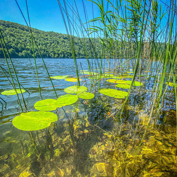 Lírios aquáticos e outras plantas na superfície da água de Lac du Val, jura França - Foto, Imagem
