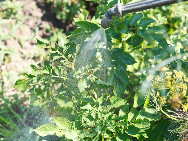 επεξεργασία του εντομοκτόνου στη φυτεία πατάτας - Φωτογραφία, εικόνα