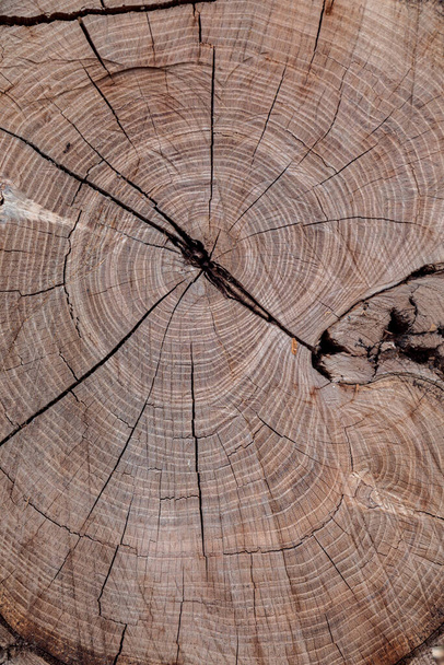 Textura de tronco de árbol viejo cortado con anillos anuales y grietas. Textura de madera - Foto, imagen