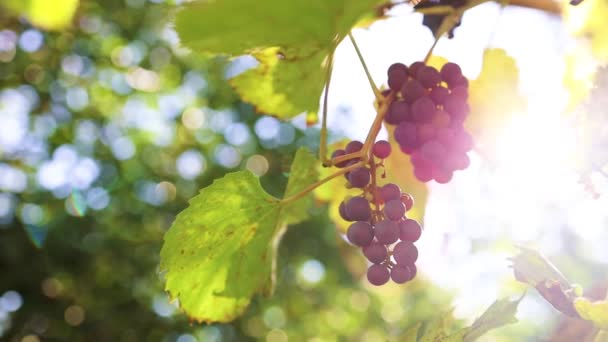 Крупним планом бухти стиглого червоного вина винограду на лозі в яскравому сонячному світлі, вибірковий фокус. Сільськогосподарський фон
 - Кадри, відео