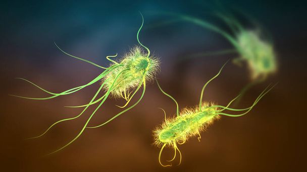 Escherichia coli bacteria, 3D illustration. E. coli is a Gram-negative rod-shaped motile bacterium covered with flagella - Photo, Image