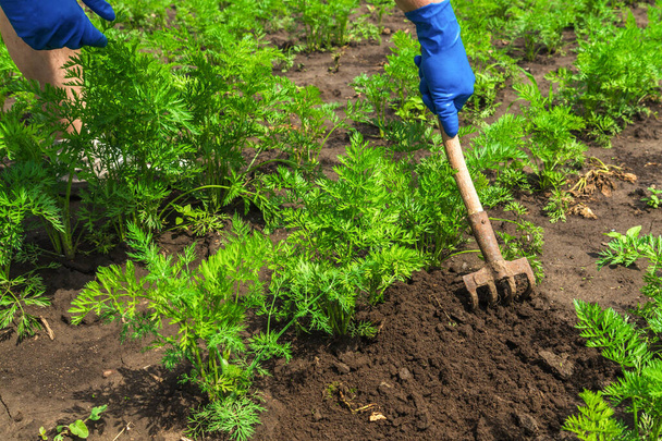 De boer harkt de grond rond de jonge wortel. Close-up van de handen in handschoenen van een agronomist bij het verzorgen van een moestuin. - Foto, afbeelding