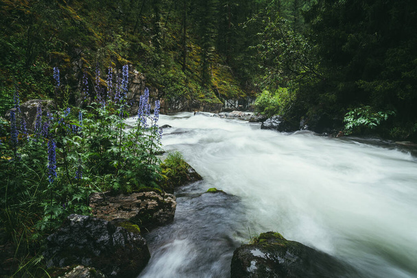 Atmospheric forest landscape with rapids on powerful mountain river between rocks with mosses, trees and wild vegetations. Violet flowers near blurred power turbulent water stream in mountain river. - Fotoğraf, Görsel