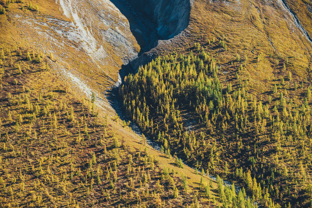 Maravilloso paisaje alpino con bosque de otoño naranja a pie de montaña rocosa bajo el sol. Paisaje montañoso variado con rocas grises y bosque en piedmont en colores dorados de otoño. Otoño en las montañas. - Foto, Imagen