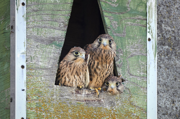 Kestrel obecný (Falco tinnunculus) - Fotografie, Obrázek