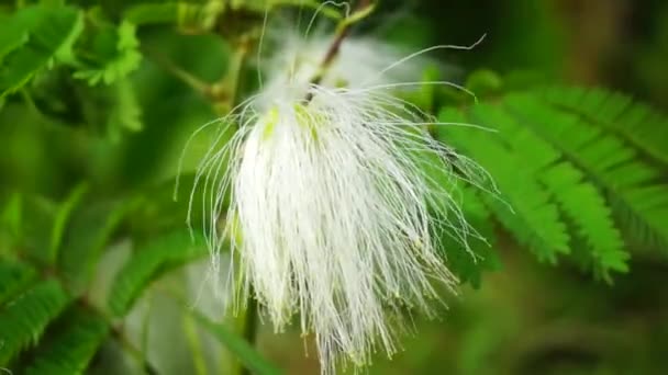 Perzsa selyemfa virág, természetes háttérrel - Felvétel, videó