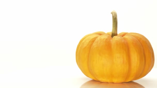 Ripe october pumpkin rotating on the table isolated on the white background - Footage, Video