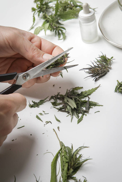 Medical marijuana. Hand with scissors cutting marijuana, trimming cannabis buds. Process of making medical CBD oil. - Φωτογραφία, εικόνα
