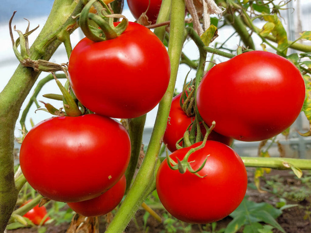 Tuoreita punaisia tomaatteja kasvihuoneessa. Aurinkoisena päivänä. Valikoiva painopiste - Valokuva, kuva