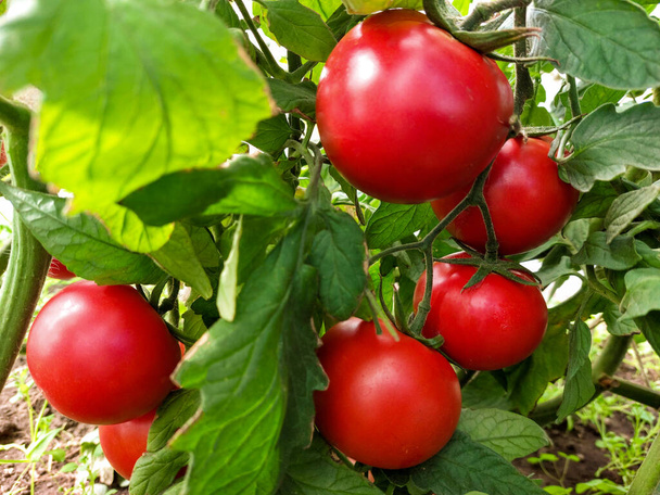 Pomodori rossi freschi su un ramo in una serra. Primo piano in una giornata di sole. Focus selettivo - Foto, immagini