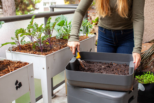 Ženy sklízejí čerstvé červí odlitky (kompost) z vermikomposteru na balkóně, do své vyvýšené zahrádky na terase. Ona je boční oblékání malá rostlina začíná na podzim - Fotografie, Obrázek