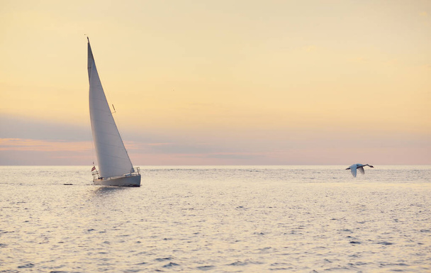 Белый шлюп оборудовал яхту, плывущую в Балтийском море на закате. Чистое небо после шторма, золотой солнечный свет. Лебедь летит крупным планом. Транспорт, путешествия, круиз, спорт, отдых, гонки, регата - Фото, изображение