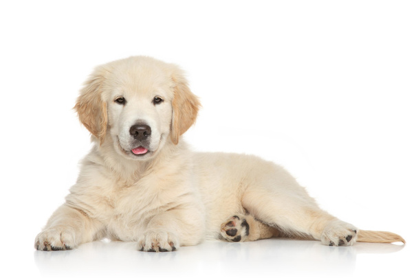Golden Retriever puppy - Valokuva, kuva
