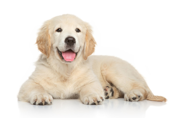 Golden Retriever puppy on white background - Foto, afbeelding