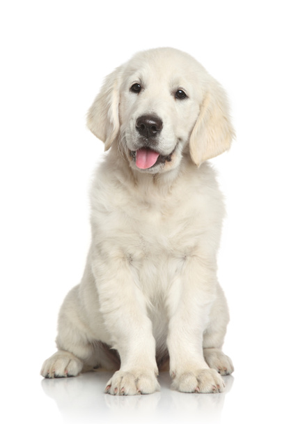 Beyaz arka planda Golden Retriever köpeği - Fotoğraf, Görsel