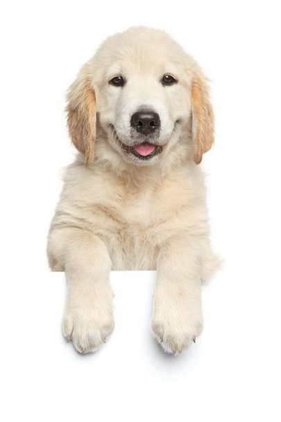 Golden Retriever puppy above white banner - Фото, зображення