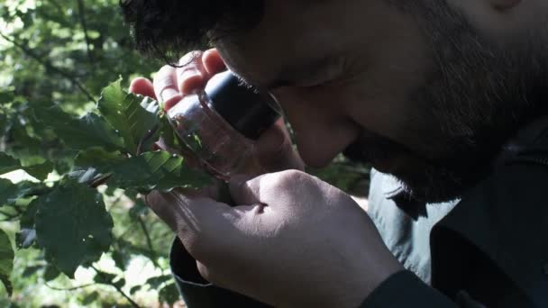 Botanico maschile concentrato che utilizza la lente d'ingrandimento portatile su foglia. Primo piano, colpo statico - Filmati, video