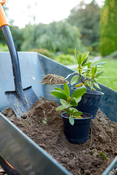 Садовые инструменты и растения в саду - Фото, изображение