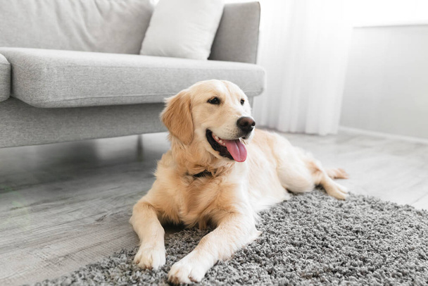 Portrait of cute happy dog lying on rug floor carpet - Foto, Imagen
