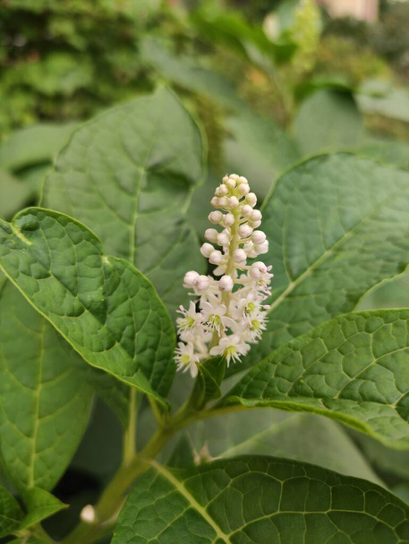 brotes blancos florecientes de una planta venenosa de Phytolacca  - Foto, imagen