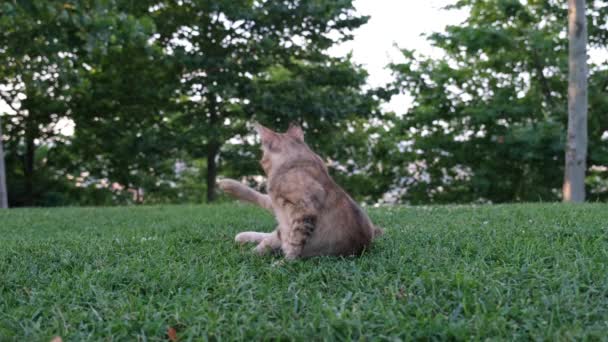 kat jeuk, kat likken en jeuk zelf, op het gras - Video