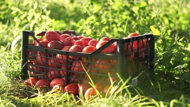 Laatikko kotitekoisia tomaatteja nurmikolla - Materiaali, video
