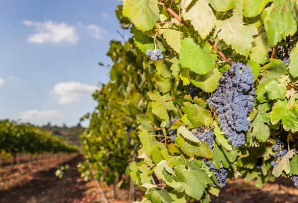 groene wijngaard en blauwe hemel in Israël hdr - Foto, afbeelding