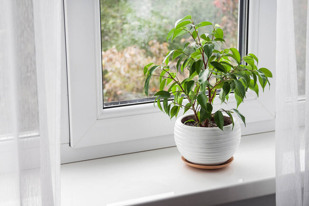 Potted young Ficus benjamina plant on the windowsill in the room. - Photo, Image