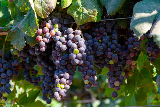 Des grappes de raisins merlot rouge mûrissent sur des vignobles verts près de Terracina, Latium, Italie - Photo, image