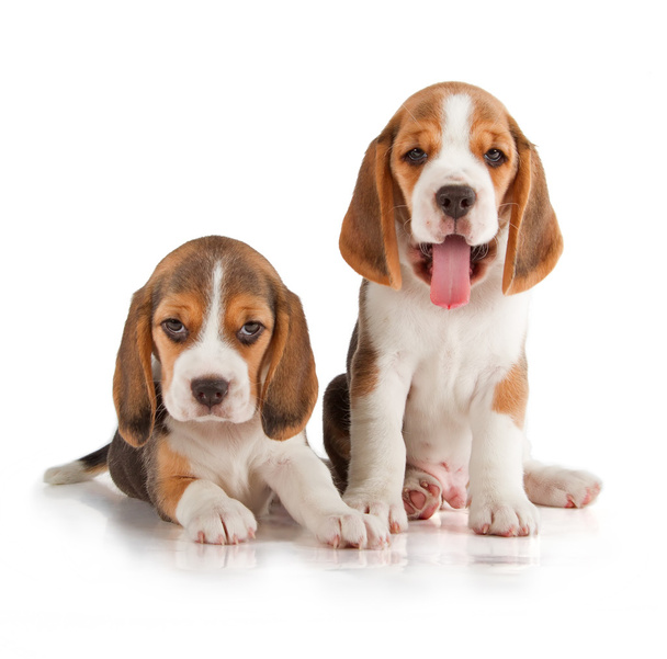 Cute Beagle Puppy - Foto, afbeelding