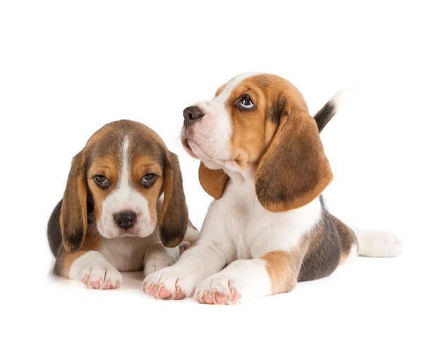 Cute Beagle Puppy - Φωτογραφία, εικόνα