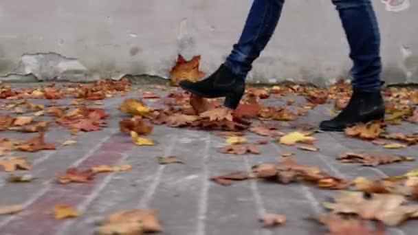 Közelkép a női lábakról, kék farmerban és fekete cipőben vannak, végigsétál az úton és rugdossa az őszi leveleket. - Felvétel, videó