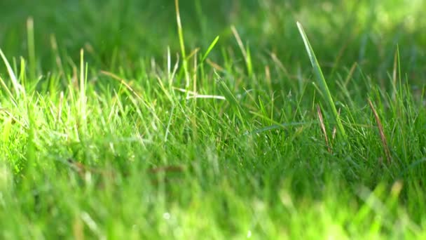 Zelená tráva zblízka, panenka zprava - Záběry, video