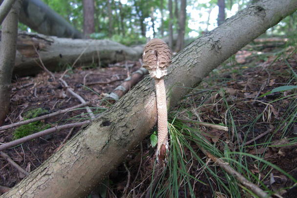 Czubajka kite (Macrolepiota procera), un fungo ombrello della famiglia dei funghi, giovane, sottosviluppato che cresce nella foresta tra gli alberi caduti. - Foto, immagini