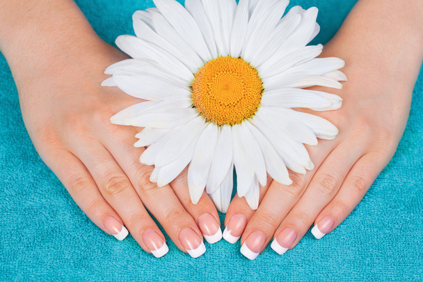 Hands with chamomile flower - 写真・画像