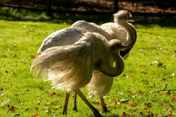 Jonge witte struisvogels vertrekken op Nederlandse boerderij - Foto, afbeelding