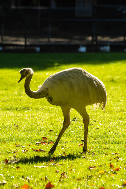 Aves de avestruz brancas jovens que partem na fazenda holandesa - Foto, Imagem