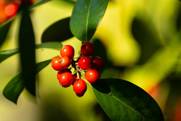 秋のイレックス水族館植物の赤い熟した果実 - 写真・画像