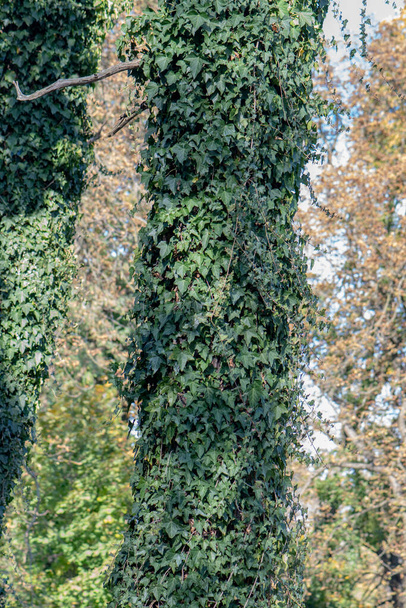 Ramos de folhas de hera rastejante enrolados em torno do tronco de uma árvore. As plantas são parasitas. - Foto, Imagem