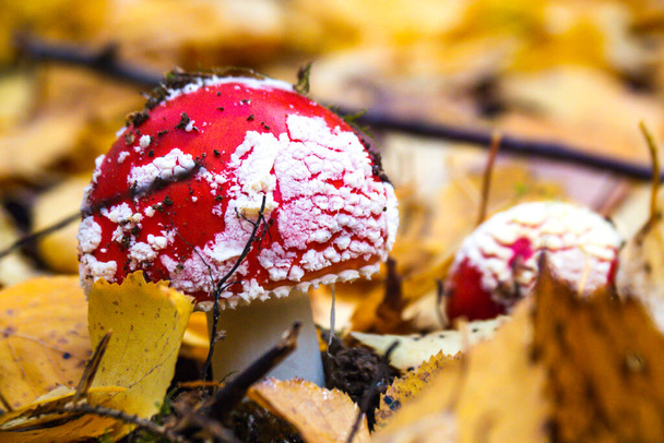 Une petite mouche agarique toxique pousse à travers le feuillage d'automne tombé. Le concept de champignons toxiques dangereux. - Photo, image