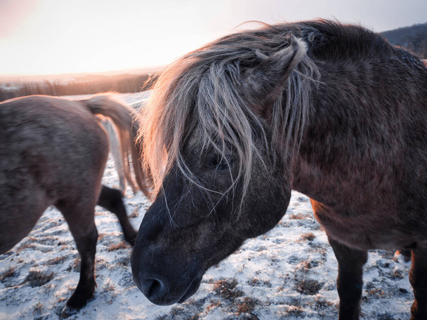 конь досанко на зимнем пастбище - Фото, изображение