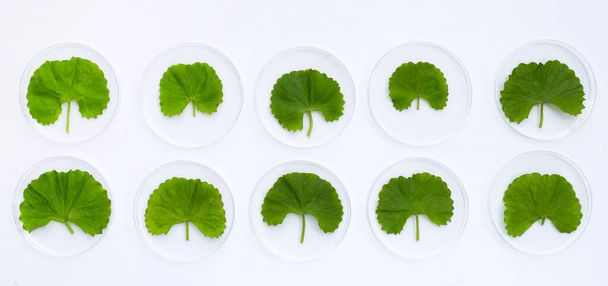 Frische Blätter von gotu kola in Petrischalen auf weißem Hintergrund. - Foto, Bild
