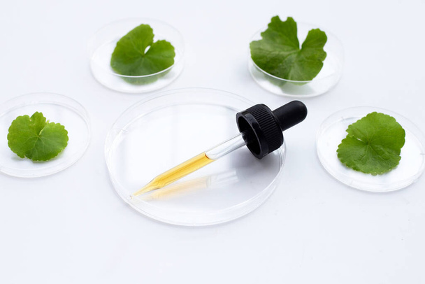 Essential oil with fresh leaves of gotu kola in petri dishes on white background. - Photo, image