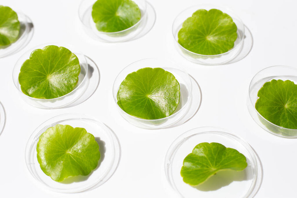 Folhas frescas de centella asiatica verde em placas de Petri sobre fundo branco. - Foto, Imagem