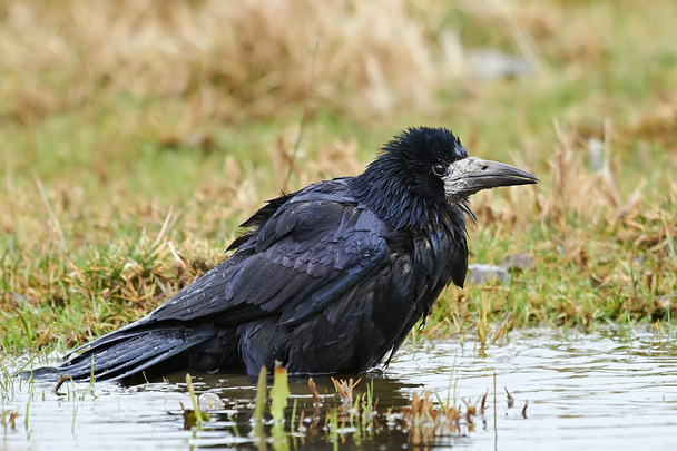 Rook (Corvus frugilegus) - Photo, Image