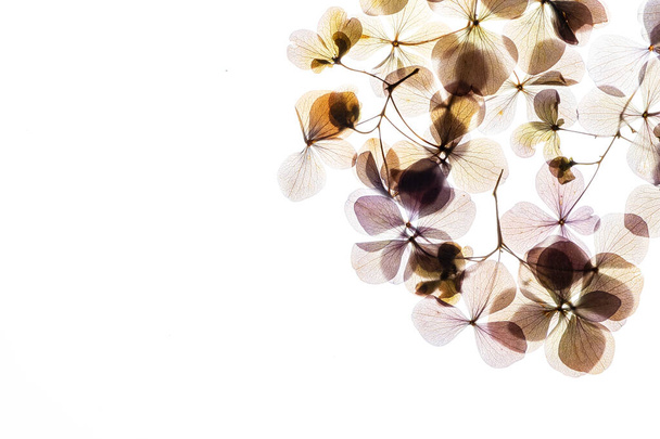 hydrangea flowers on the white background - Zdjęcie, obraz