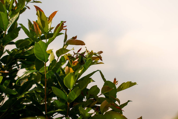Gökyüzünün arka planında, sulu bir elma ağacının yaprakları ve parlak güneş ışığı - Fotoğraf, Görsel