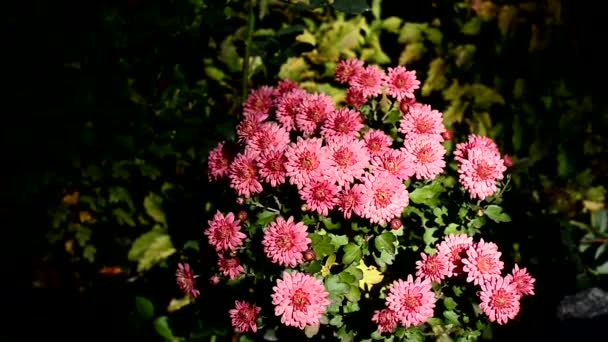 Bright pink chrysanthemum flowers are illuminated by the rays of the autumn sun. - Footage, Video